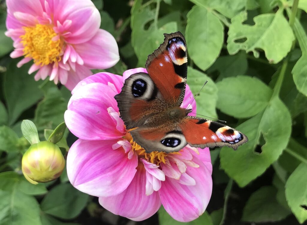 Close up on a butterfly on a flower
